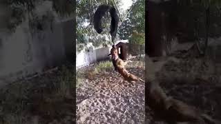 In Memory Of Gr Ch Barracuda 9Xw Rom