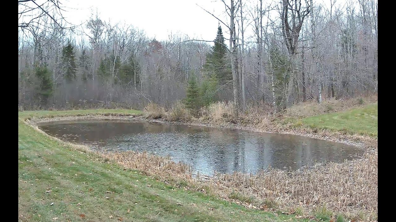 Pond Camera