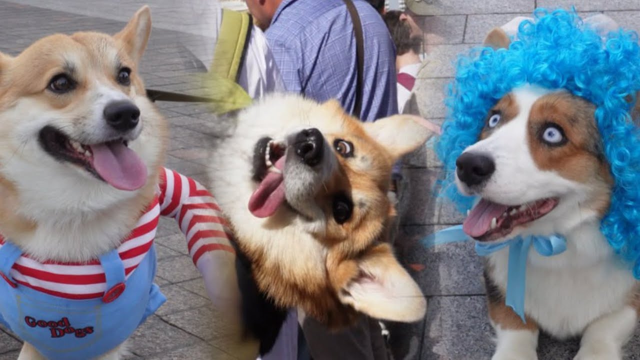 600 корги на ВДНХ! Парад корги 30 августа 2025