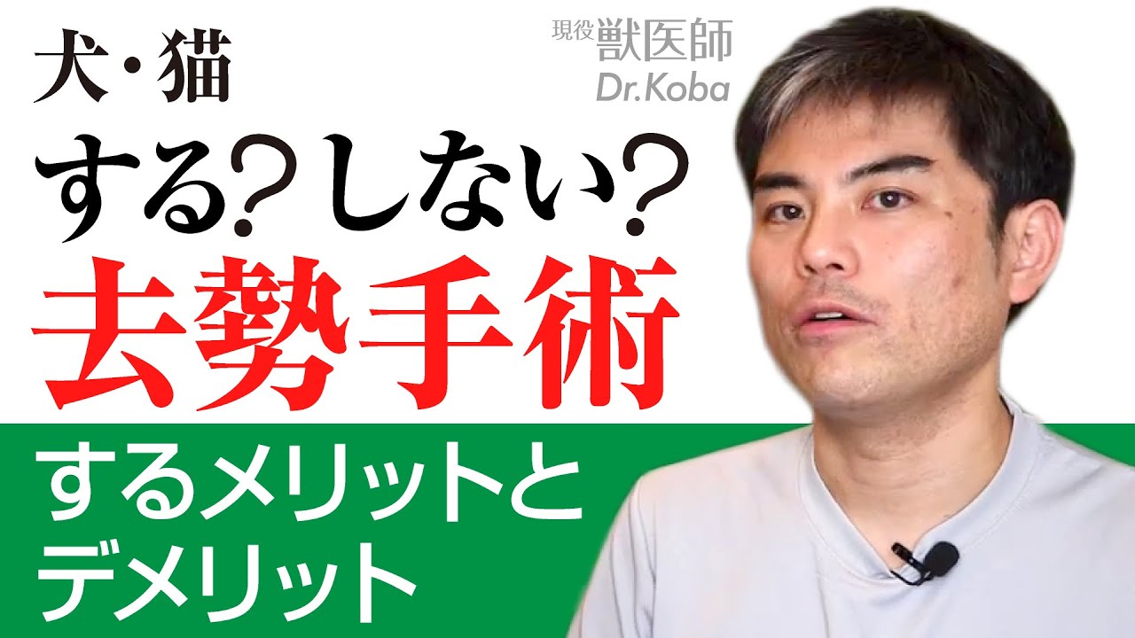 【犬・猫】去勢手術のメリットとデメリットについて【獣医師・愛玩動物看護師】