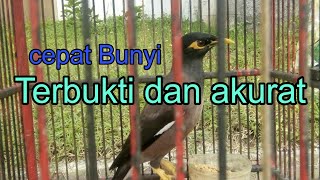 THE RIGHT AND CORRECT WAY TO CARE FOR NIAS STARLINGS