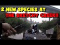 The QUEST For The WATERFALL FISH CONCLUDES!!! (SKETCHY Creek Session) (Spokane -- EP 3/3)