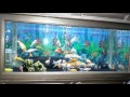 Mau Memilihara Ikan Koi di Aquarium?