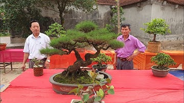 SH.2525.Cây Phi Lao tầm nhỏ rất đẹp và nhiều cây Bonsai trưng bày tại Đình làng Thọ Lão.Thọ Xuân. ĐP