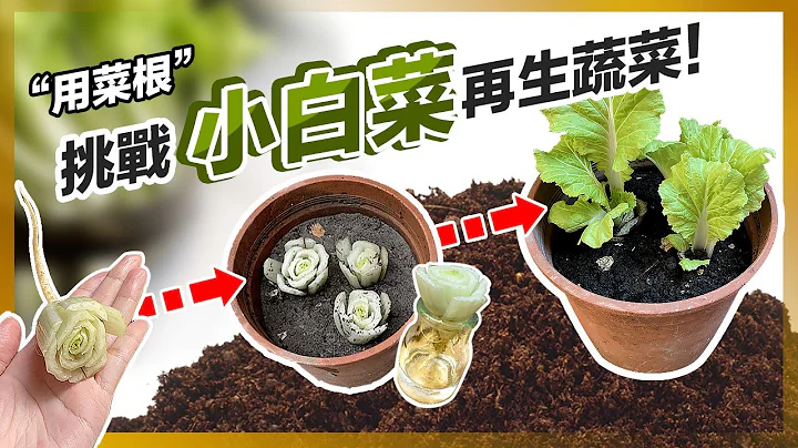 小白菜盆栽Growing Chinese cabbage『以菜生菜』进行蔬菜再生，只用菜根不用种子是否能成功？ - 天天要闻