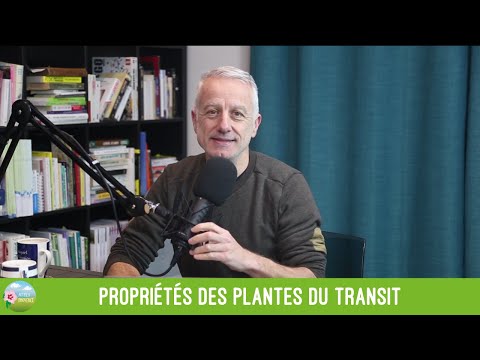 Vidéo: Plante de gaze blanche : description, propriétés, usage alimentaire