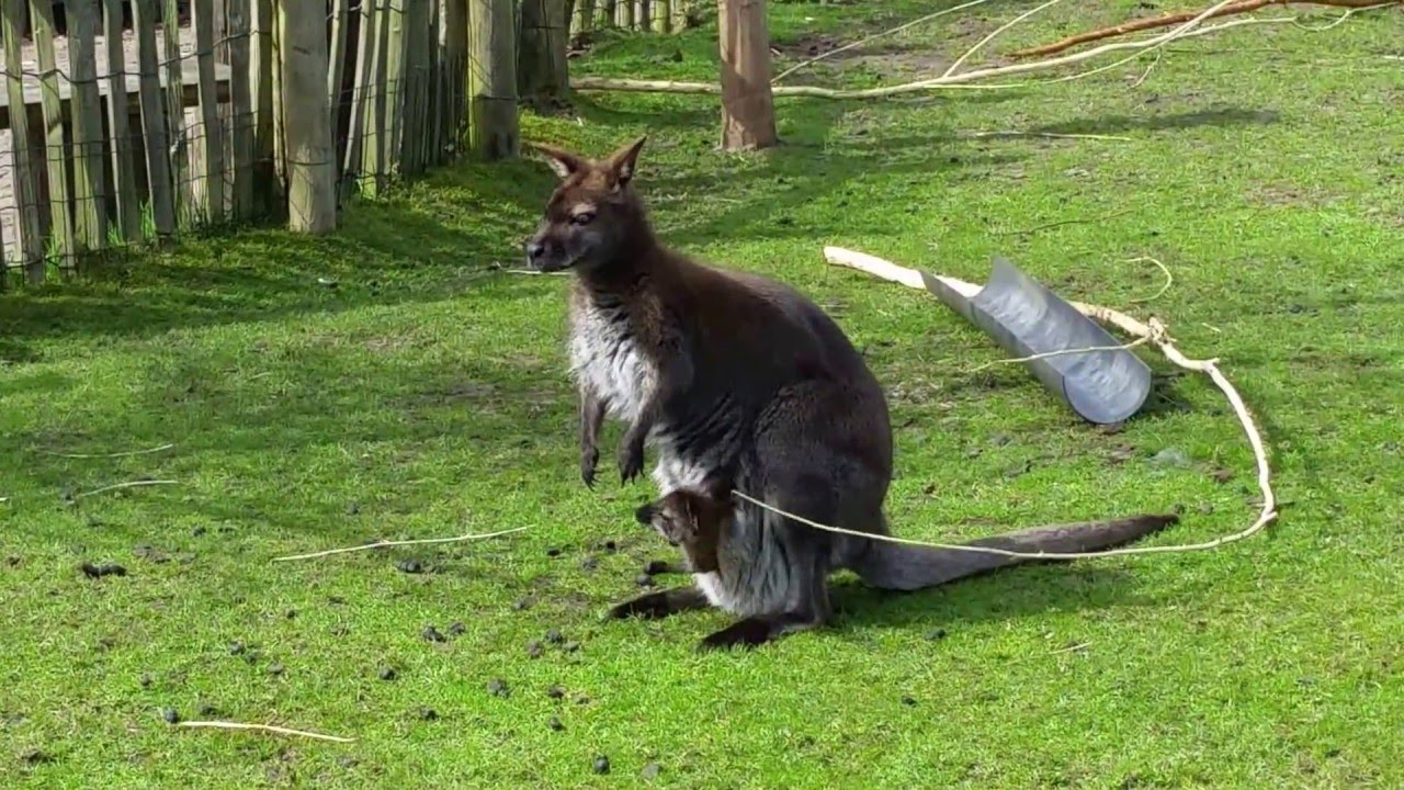 A Walibi and her joey 2 Super cute animal YouTube