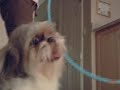 FALCOR - the URiNATOR (TROGDOR Parody)