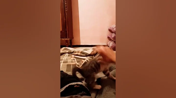 Video 11406591: cats compilation funny baby, baby cute compilation cat, cat funny animals compilation, funny cat baby laughing, funny cat cutest, amazing funny cats