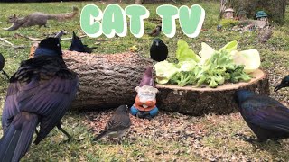 Cat TV!🦜|Cabbage feast in the fairy garden for birds and squirrels!🧚‍♀️