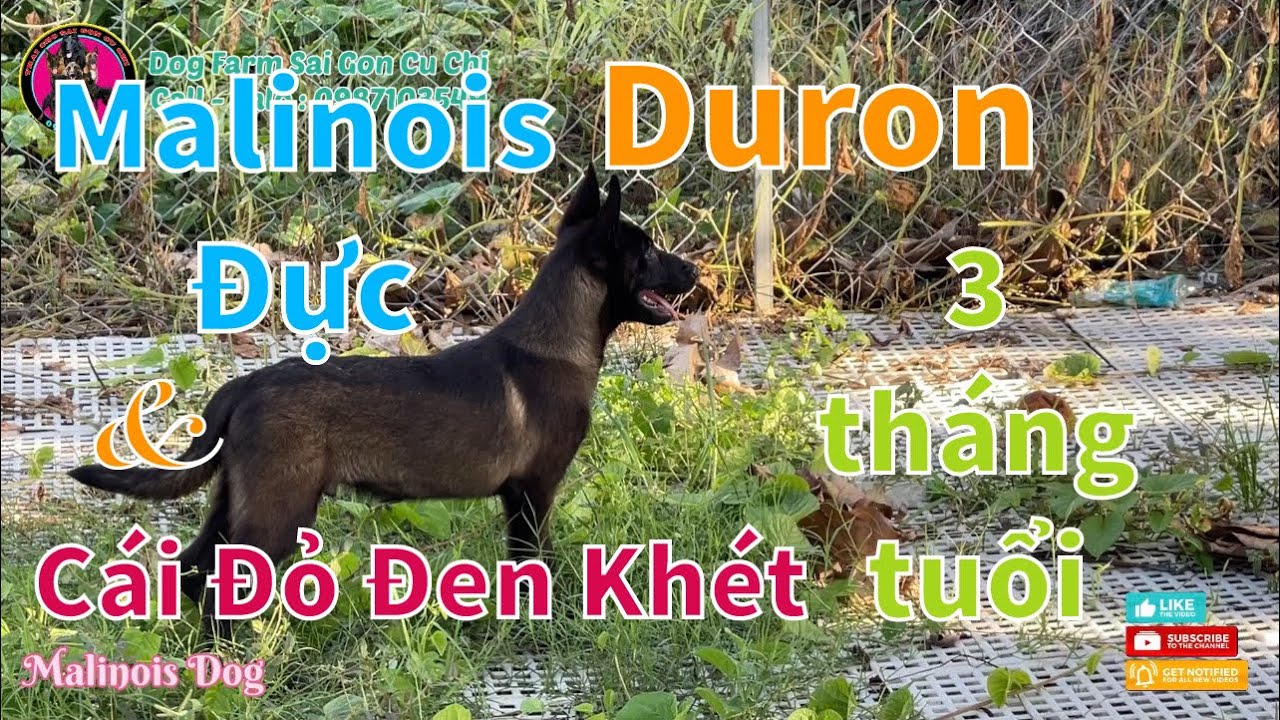 Bán chó malinois chó bẹc giê bỉ thuần chủng đẹp chó con 3 tháng tuổi ...