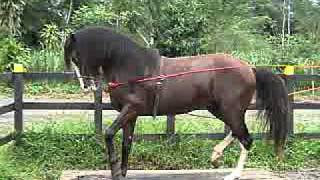 caballo de paso costarricense lancero