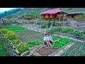 Sang vy harvests and preserves sour fish, bamboo shoots, fish, and cleans farm garden grass