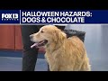 Halloween hazards: Keeping chocolate away from dogs | FOX 13 Seattle