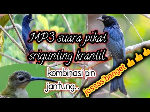 MP3 suara pikat burung srigunting krantil @jahid channel