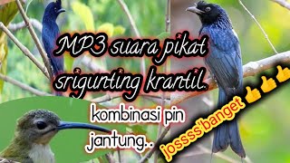 MP3 suara pikat burung srigunting krantil @jahid channel