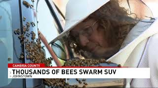 Thousands Of Bees Take Over Vehicle After Swarm Settles On Suv