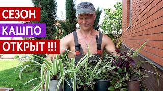 Открываем СЕЗОН КАШПО! Опять эти СОСНЫ! Сейчас не слушаете - позже поймёте, но будет поздно.