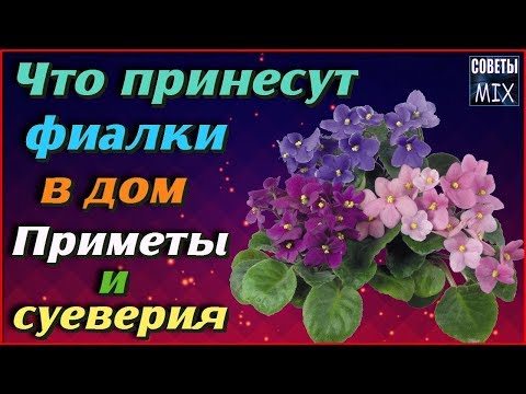 Фиалки в доме Народные приметы и суеверия про фиалки Вот что могут принести эти цветы в ваш дом