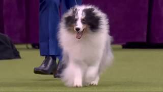 Những Nhà Vô Địch Cuộc Thi Chó Thuần Chủng Thế Giới 2020 | Westminster Kennel Club Dog Show 2020