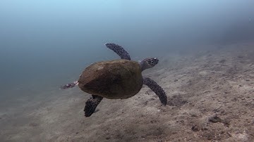 LumaFusion 3.0 Stabilization Test (Side by Side)