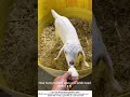 Bottle-Feding Baby Lambs in the Sheep Pen – Farm Kindness 🐑🍼
