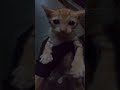 Trapped kitten rescue from a drain the moment she went quiet got me#animalrescue #cat #rescueefforts
