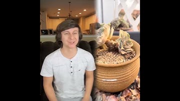 When the character is more powerful than expected 8  #funny #foryou