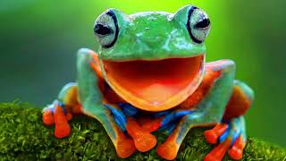 Download Lagu Frog sound effect MP3 Download Lagu Frog sound effect MP3