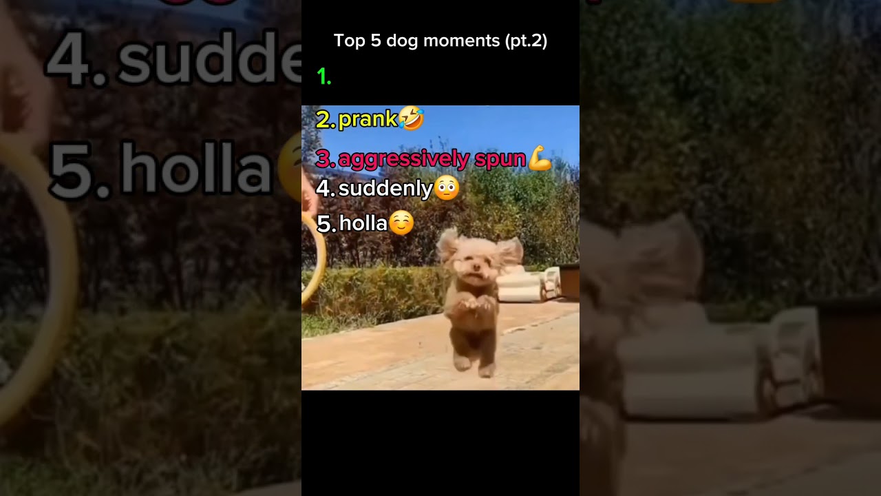 top 5 dogs #funnyvideo #funny #top5