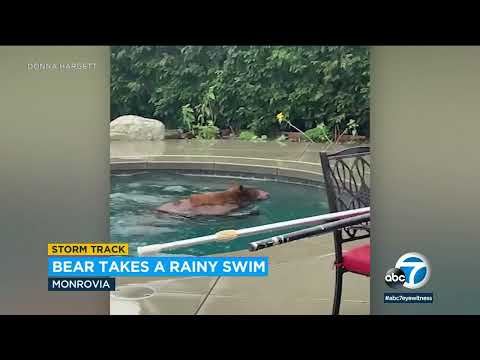 Bear takes a dip in Monrovia family's pool during storm