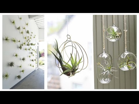 Vídeo: DIY Suportes para plantas aéreas - Como fazer um suporte para plantas aéreas