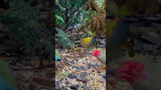 Pekin Robin And Star Finch Aviary Birds Bird Sounds