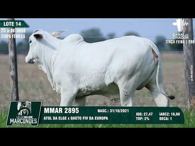 LOTE 14 MMAR 2895