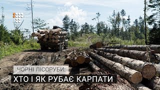 Чорні лісоруби: хто і як рубає Карпати