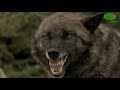 15 LOBOS MAS INCREIBLES Y PODEROSOS DEL PLANETA (MOST INCREDIBLE AND POWERFUL WOLVES ON THE PLANET)