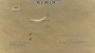 Namibia  Wüsten Schlange  Stock Footage