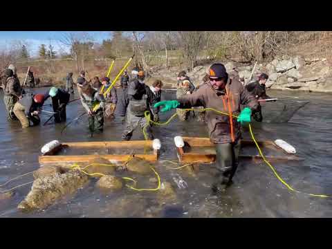 Fish Lift Pratts Pond Cobourg March 30, 2024