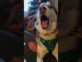 Funny husky #funny #youtube #funnydog #funnyanimal #funnyshorts #funnyvideo