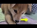 【柴犬麦】可愛すぎて骨抜きにされる