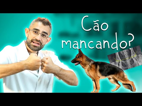 Vídeo: Gerenciando Displasia da Anca em Cães