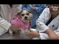 Dog With A Facial Tumor Doesn't Want People Looking At Him | Animal in Crisis EP64