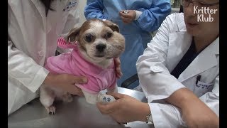 Dog With A Facial Tumor Doesn't Want People Looking At Him | Animal in Crisis EP64