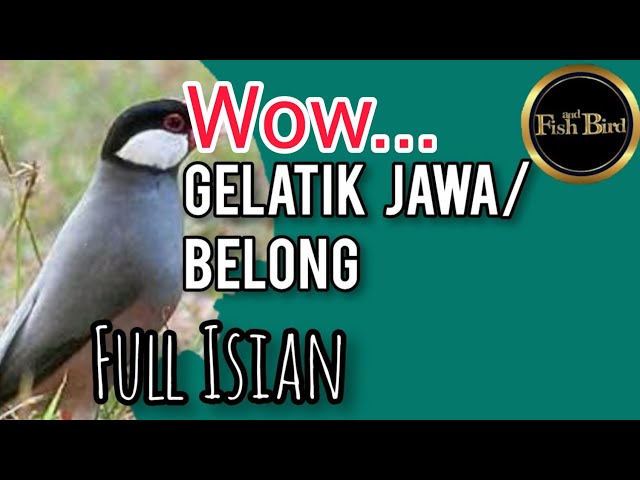 wow...gelatik belong super | full isian class=