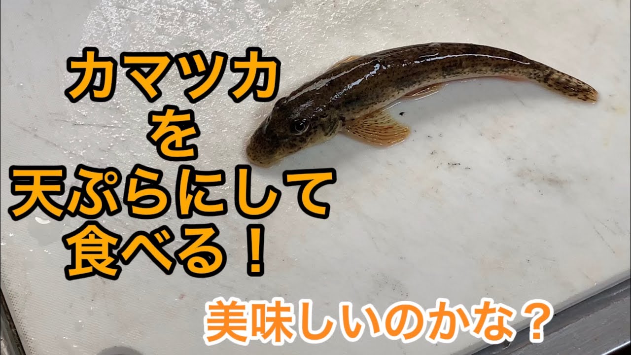 カマツカを捌いて食べよう Youtube カマツカを捌いて食べよう Youtube