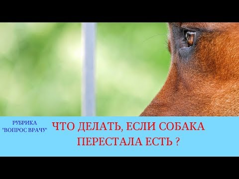 26.01.18 Собака не ест и стала менее активной