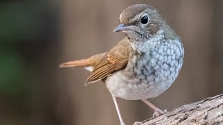 Голоса птиц: соловей-свистун