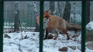 Лисички. Эпизод 12 | Foxs. Episode 12 by dokasun 138 views 4 months ago 5 minutes, 31 seconds