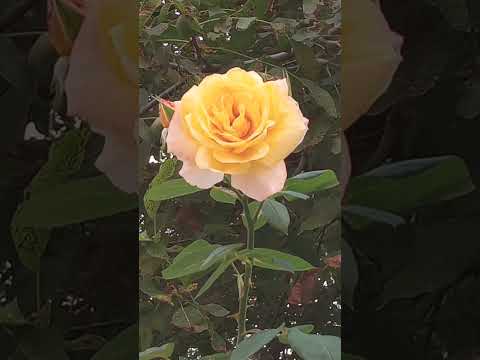 Тріо троянд жовтих Rose Flowers