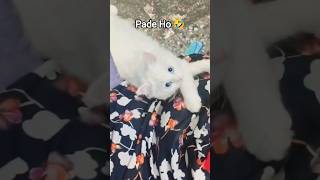 Wait For End Twist 🤣 #vlog #cat #shortsfeed #funny #shorts